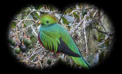 Quetzal Binocular View