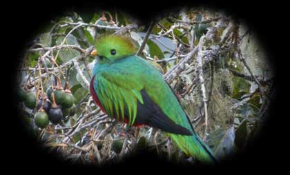 Quetzal Binocular View Quetzal Binocular View